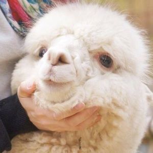 Meet your Posher, Stella